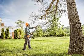 Ennis, TX Tree Removal Services Company